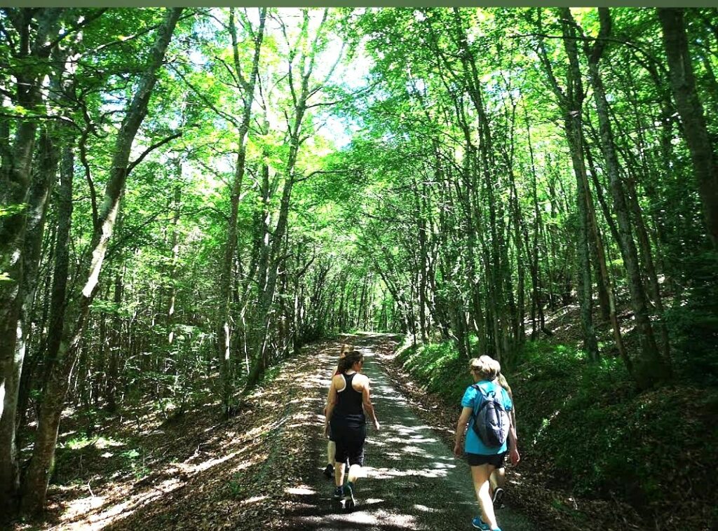 Balade en forêt. Domaine Les pieds en éventail Gîtes pleine nature