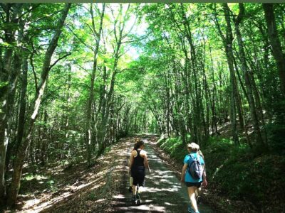 Balade en forêt. Domaine Les pieds en éventail Gîtes pleine nature